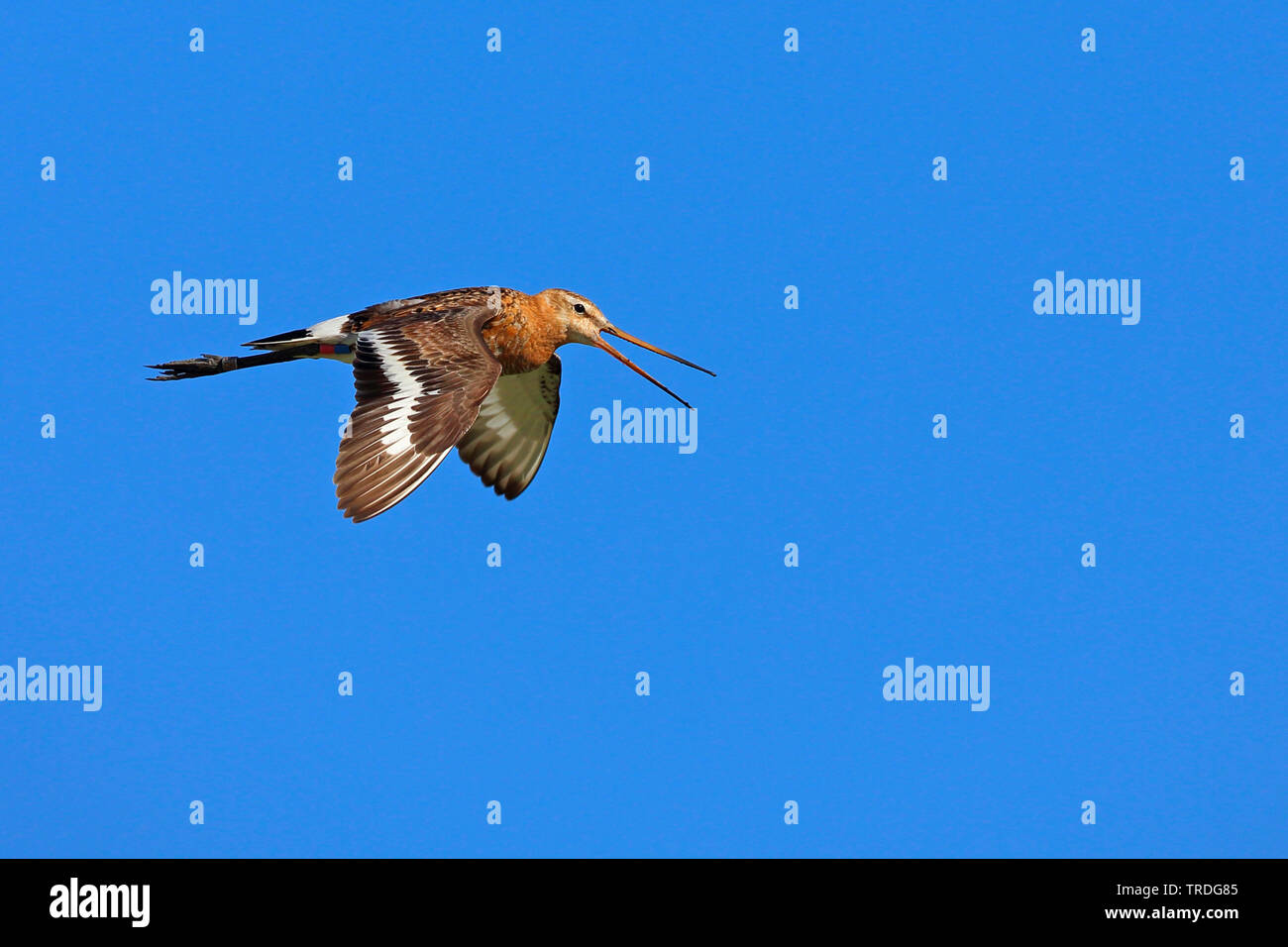 Nero-tailed godwit (Limosa limosa), volare nel cielo blu con open bill, Paesi Bassi, Frisia Foto Stock