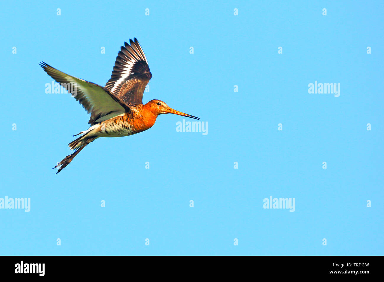 Nero-tailed godwit (Limosa limosa), volare nel cielo blu, Paesi Bassi, Frisia Foto Stock