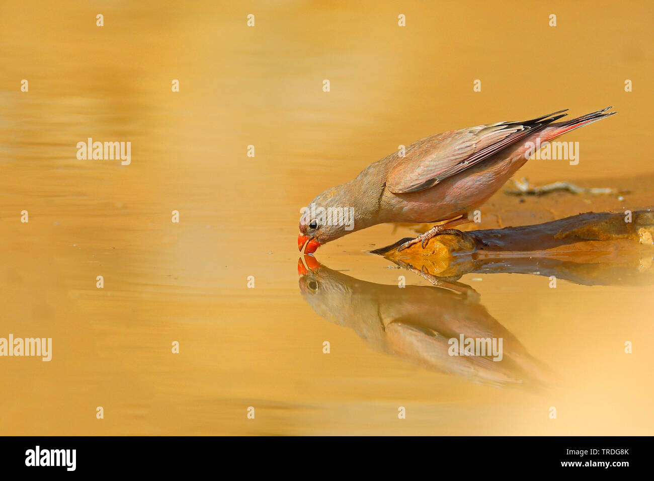 Trumpeter finch (Rhodopechys githaginea, Bucanetes githagineus), bere in un posto di acqua, riflessione, Marocco, Tazzarine Foto Stock