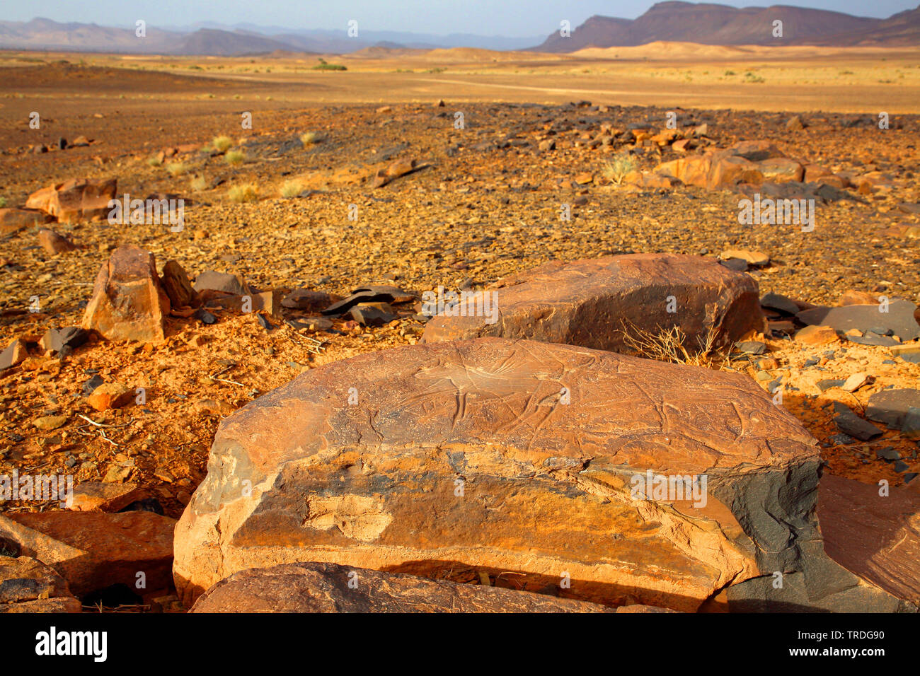 Petroglifi preistorici nel paesaggio del deserto, Marocco, Alnif Foto Stock
