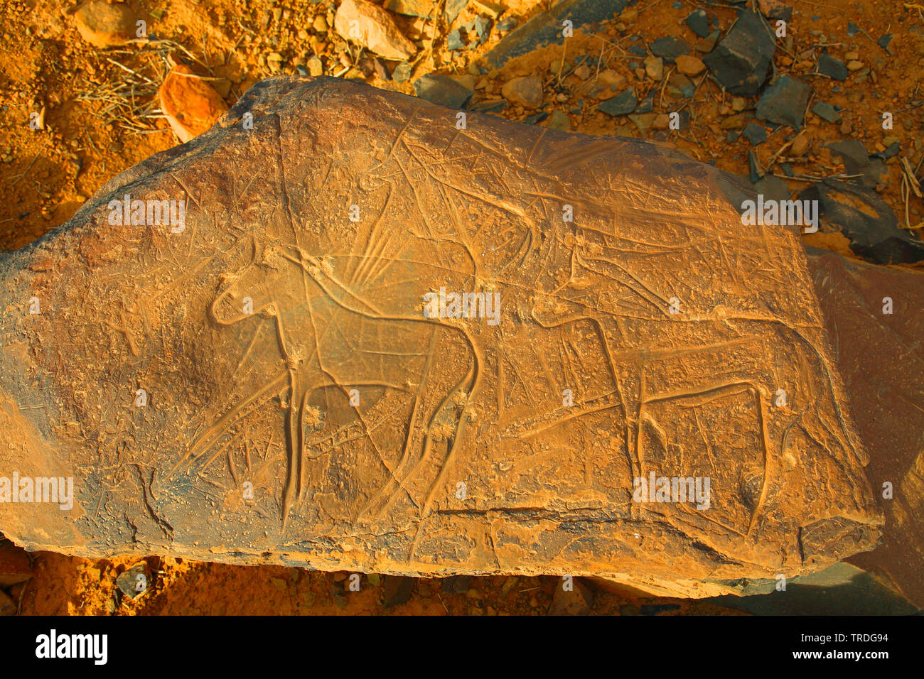 Petroglifi preistorici, Marocco, Alnif Foto Stock