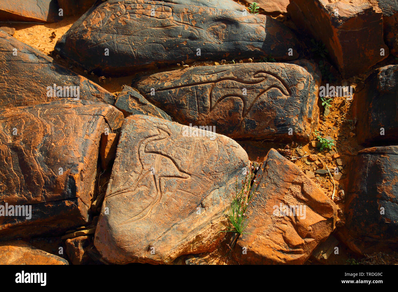 Petroglifi preistorici, struzzo, Marocco, Ait Ouazik Foto Stock
