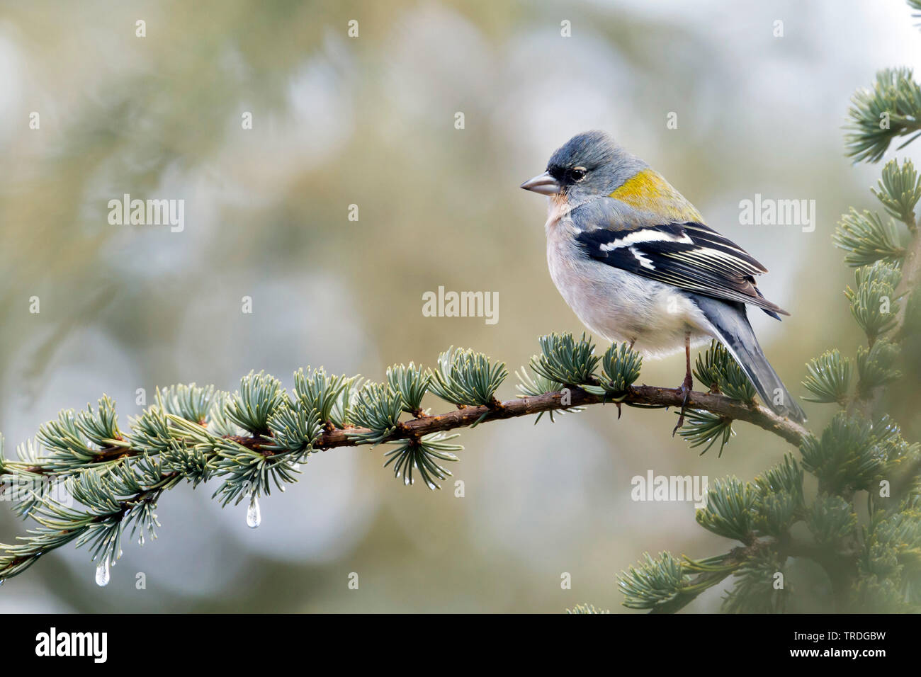 Atlas Vink, Atlas fringuello, Africano (fringuello Fringilla coelebs africana), maschio, Marocco Foto Stock