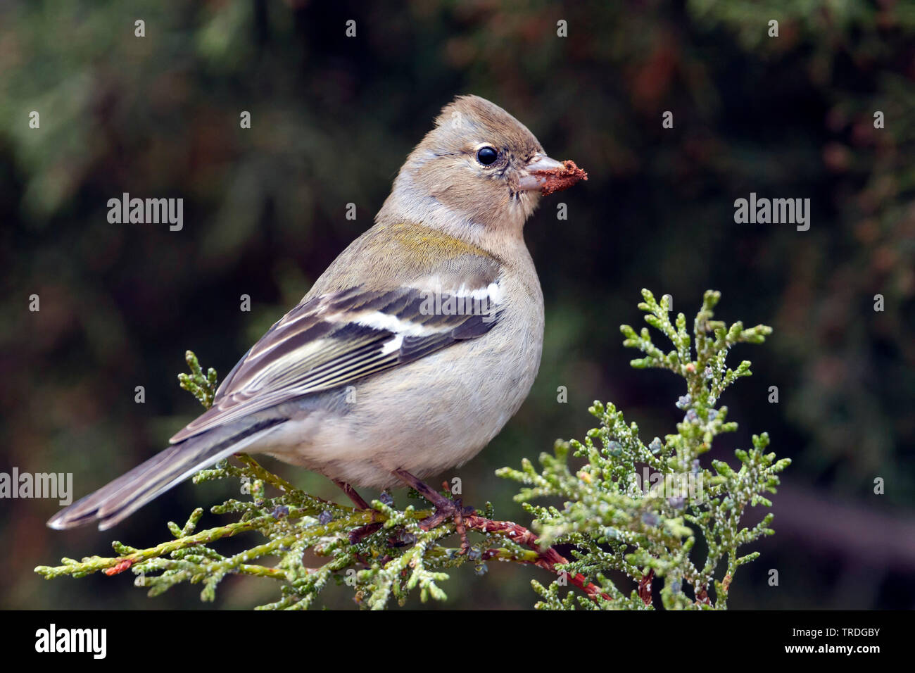 Atlas Vink, Atlas fringuello, Africano (fringuello Fringilla coelebs africana), femmina, Marocco Foto Stock