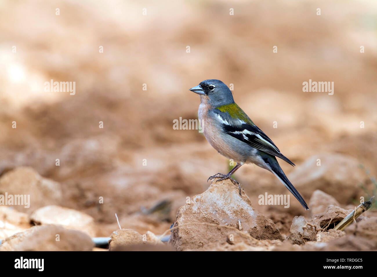 Atlas Vink, Atlas fringuello, Africano (fringuello Fringilla coelebs africana), maschio, Marocco Foto Stock