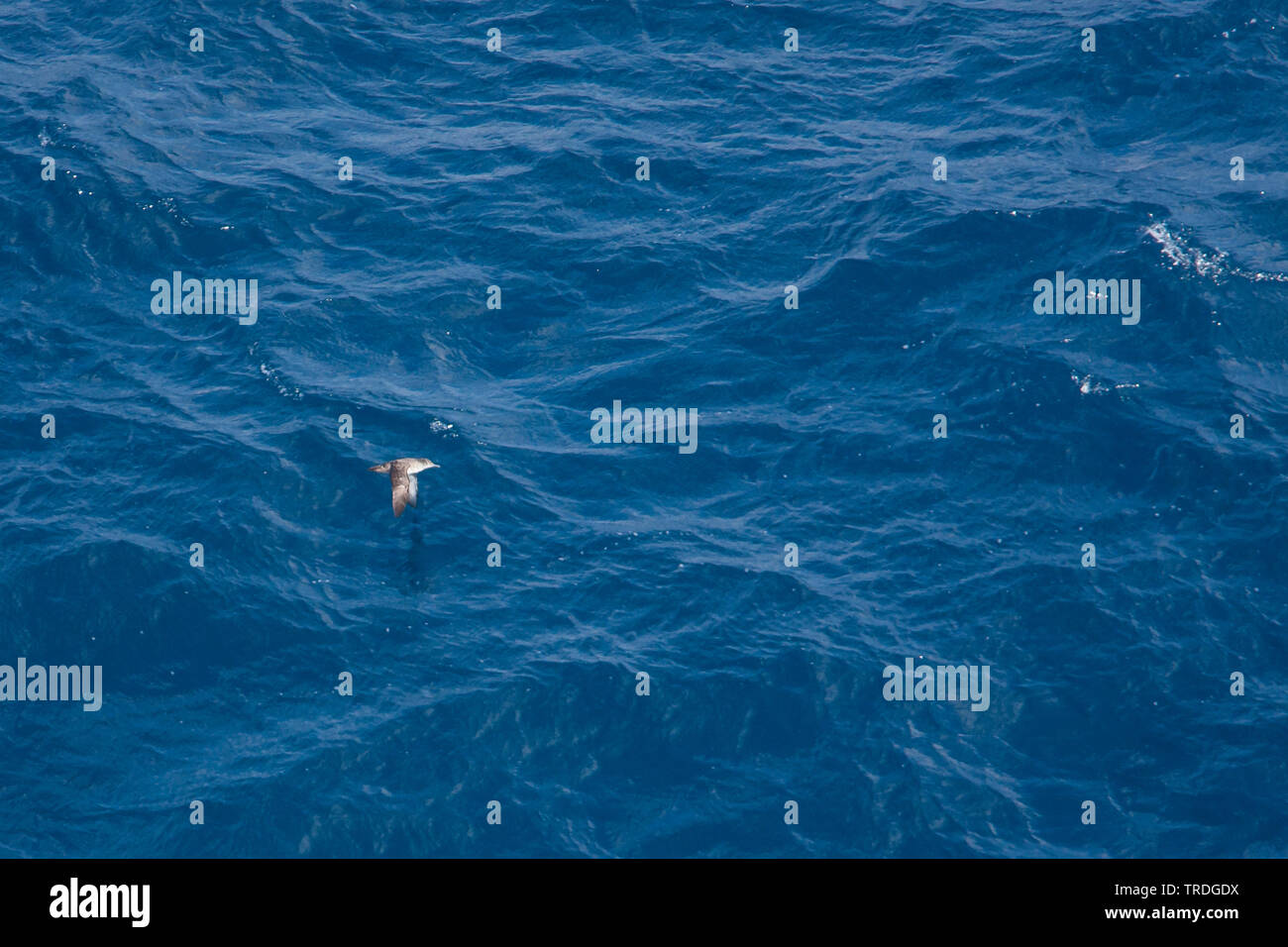 Baleari (Shearwater Puffinus mauretanicus), volando sopra il mare mediterraneo, Isole Baleari Spagna, Maiorca Foto Stock