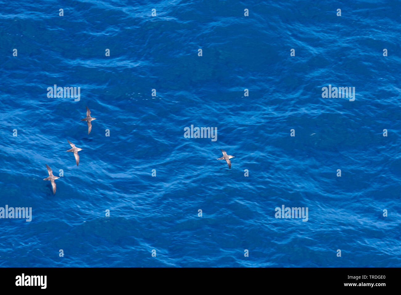 Baleari (Shearwater Puffinus mauretanicus), volando sopra il mare mediterraneo, Isole Baleari Spagna, Maiorca Foto Stock