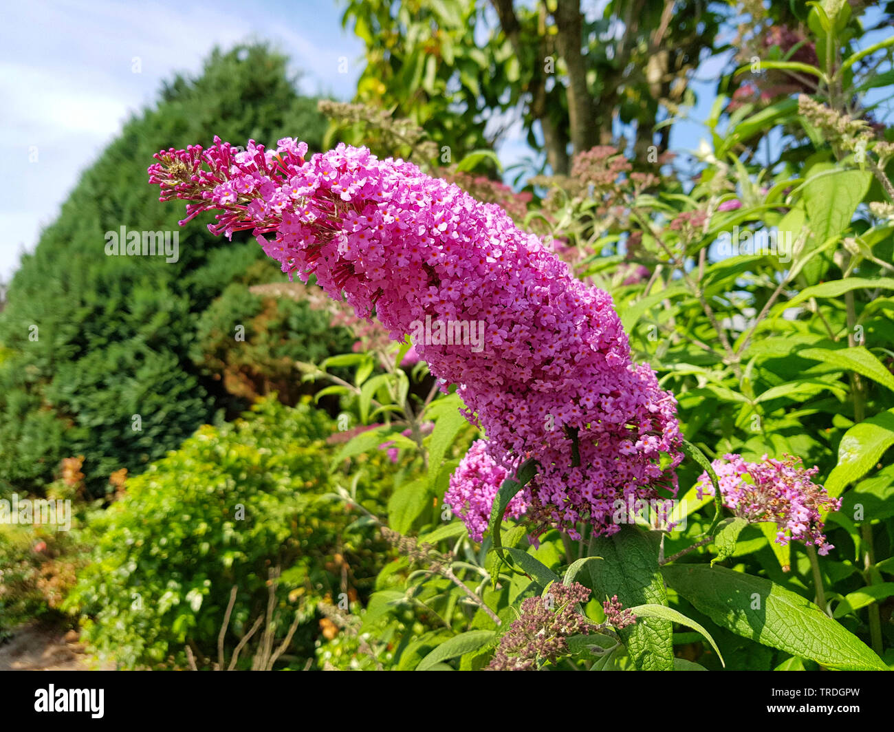 Butterfly bush, Violet butterfly bush, Estate lilla, Butterfly-bush, occhio arancione (Buddleja davidii, Buddleia davidii), fioritura, Germania Foto Stock