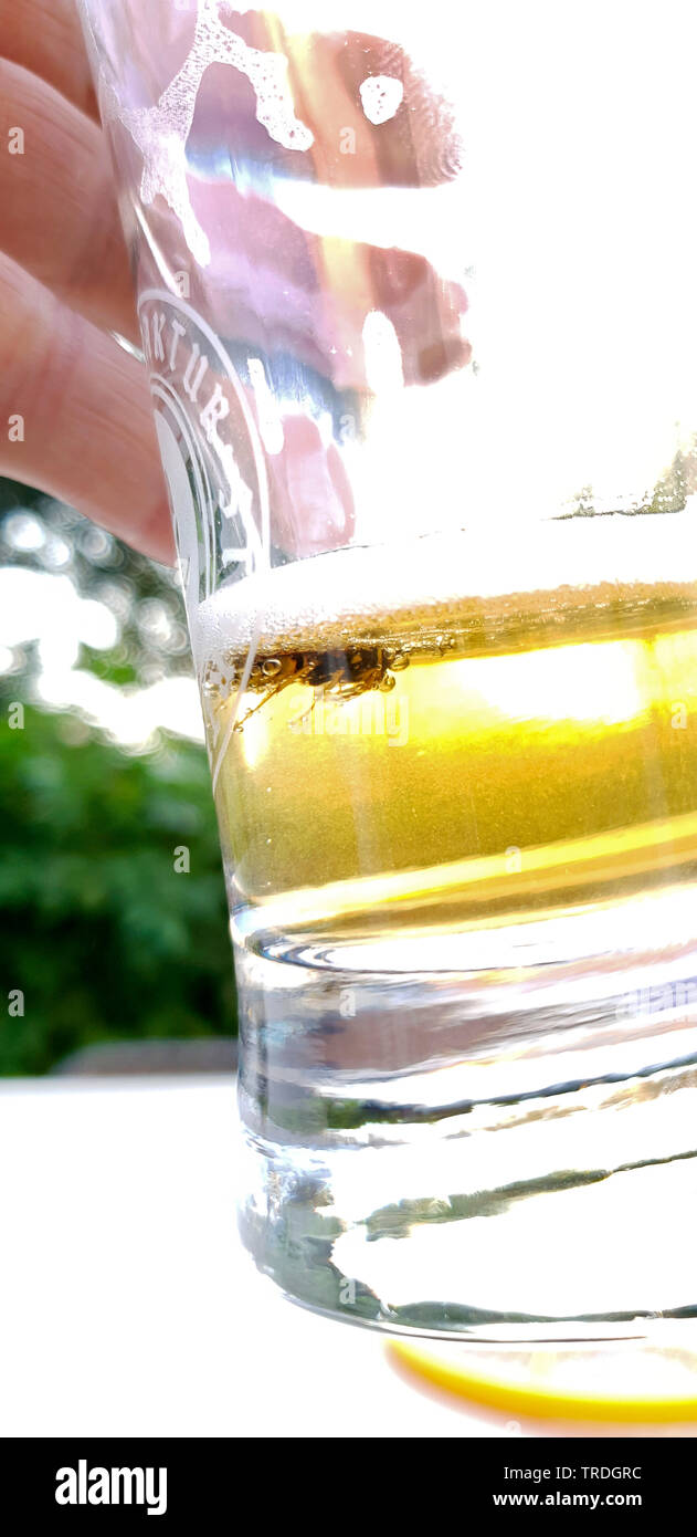 Wasp morti annegati in un bicchiere da birra, Germania Foto Stock