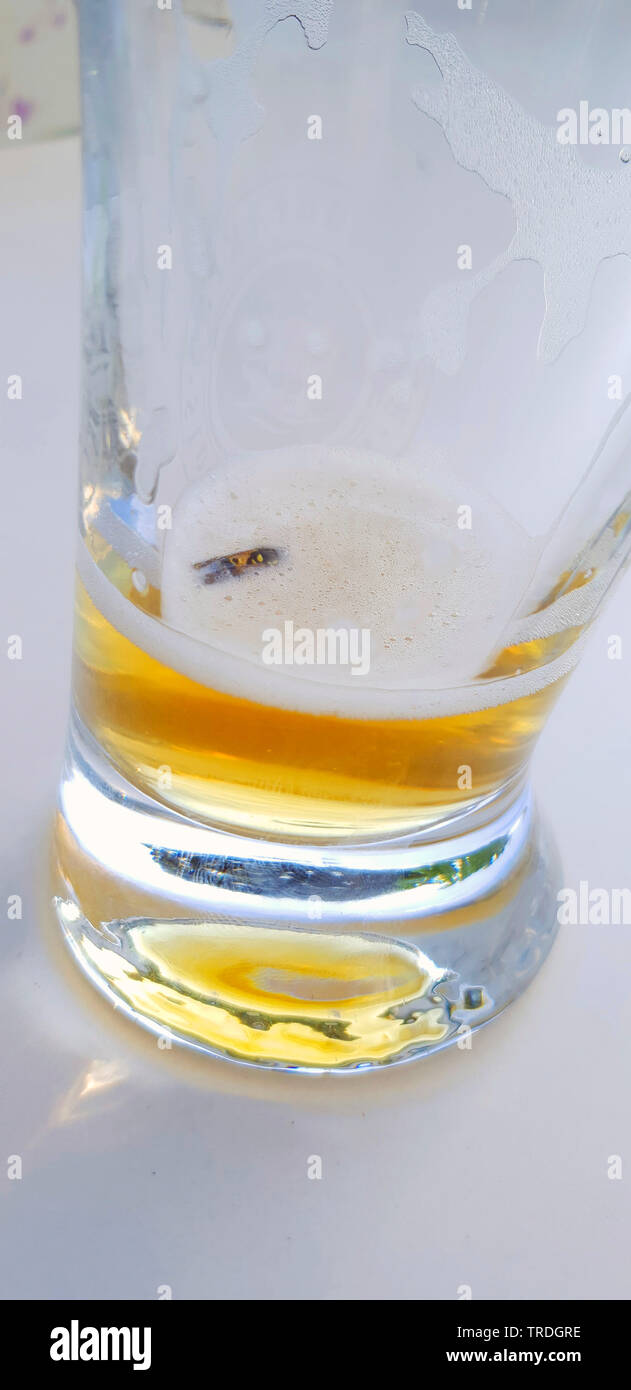 Wasp morti annegati in un bicchiere da birra, Germania Foto Stock