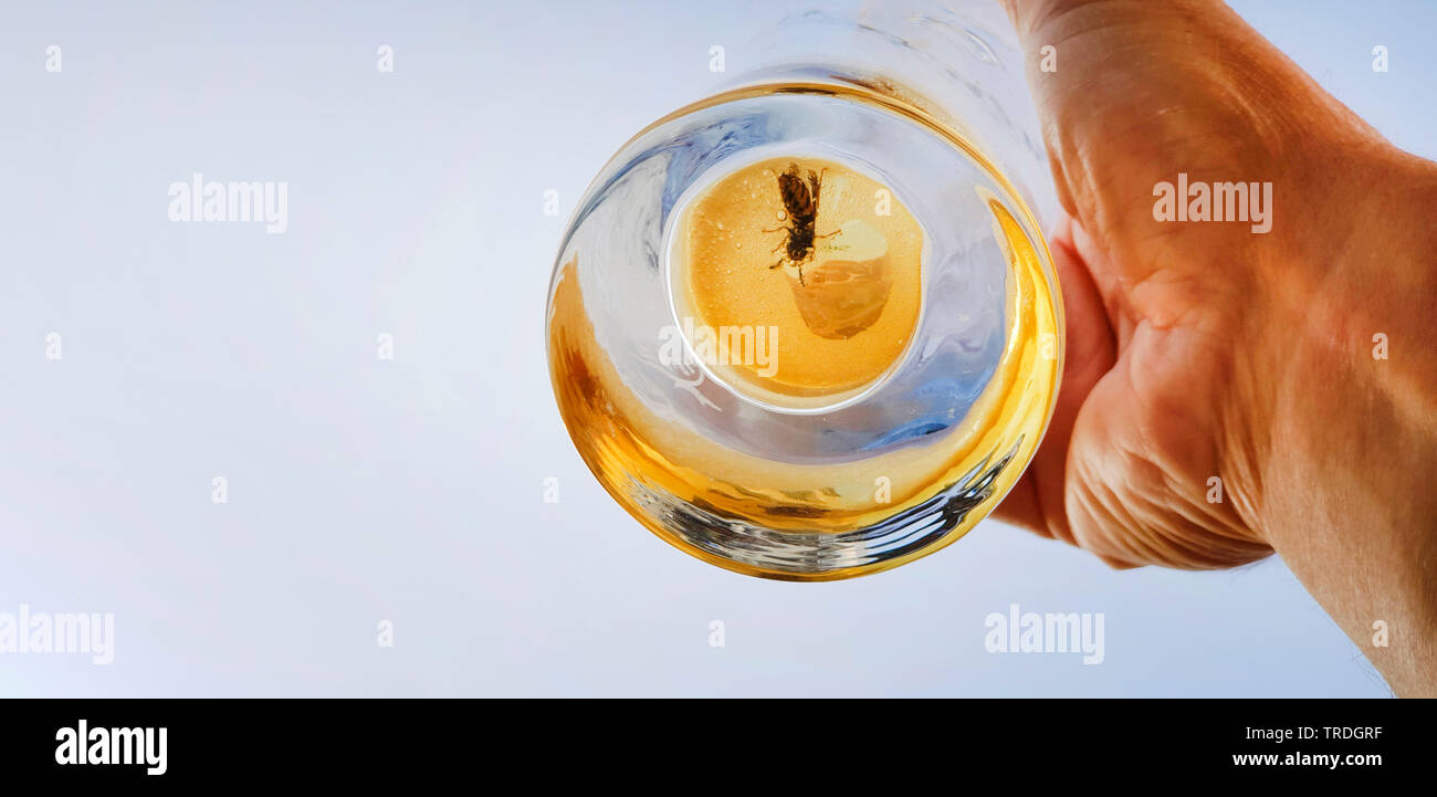 Wasp morti annegati in un bicchiere da birra, Germania Foto Stock