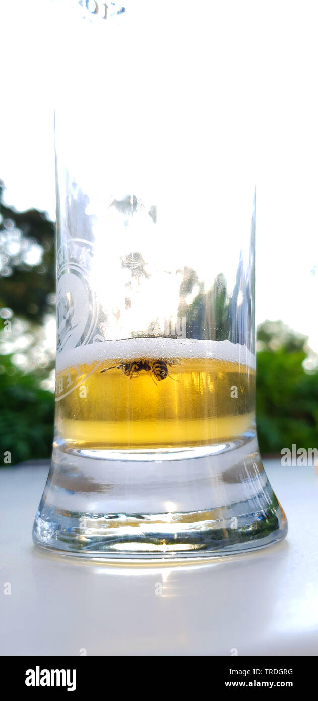 Wasp morti annegati in un bicchiere da birra, Germania Foto Stock