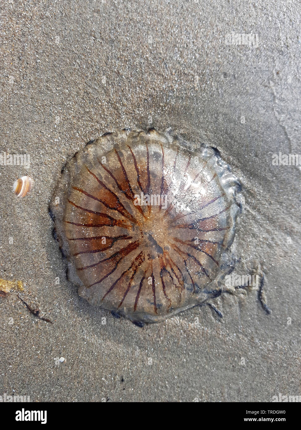 Compass meduse, rosso-nastrare medusa (Chrysaora hysoscella), lavato fino sulla spiaggia, Paesi Bassi Foto Stock