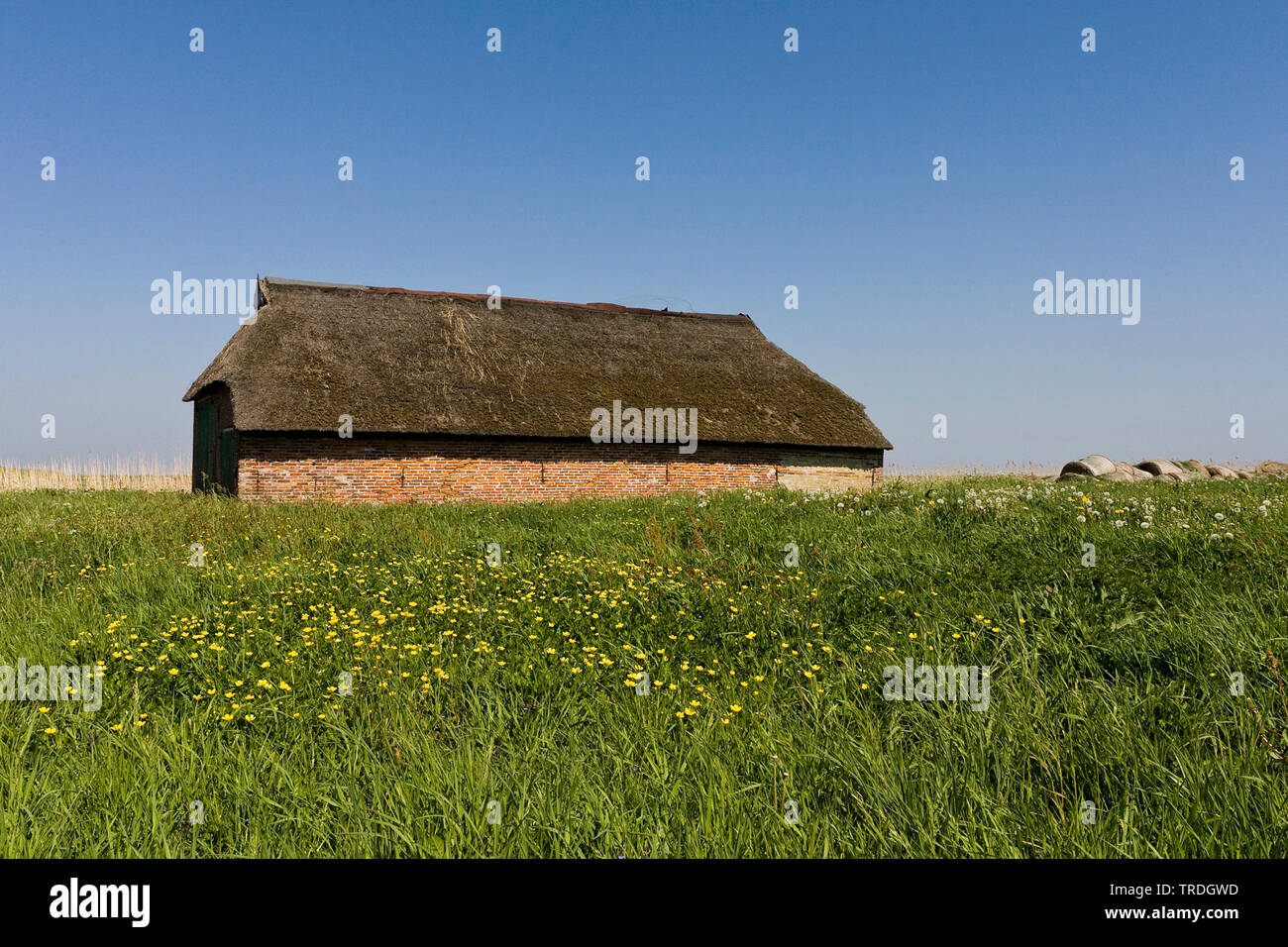 Comune di tarassaco (Taraxacum officinale), vecchia fattoria in piedi nel campo di fioritura, Paesi Bassi, Frisia, Lauwersmeer Foto Stock