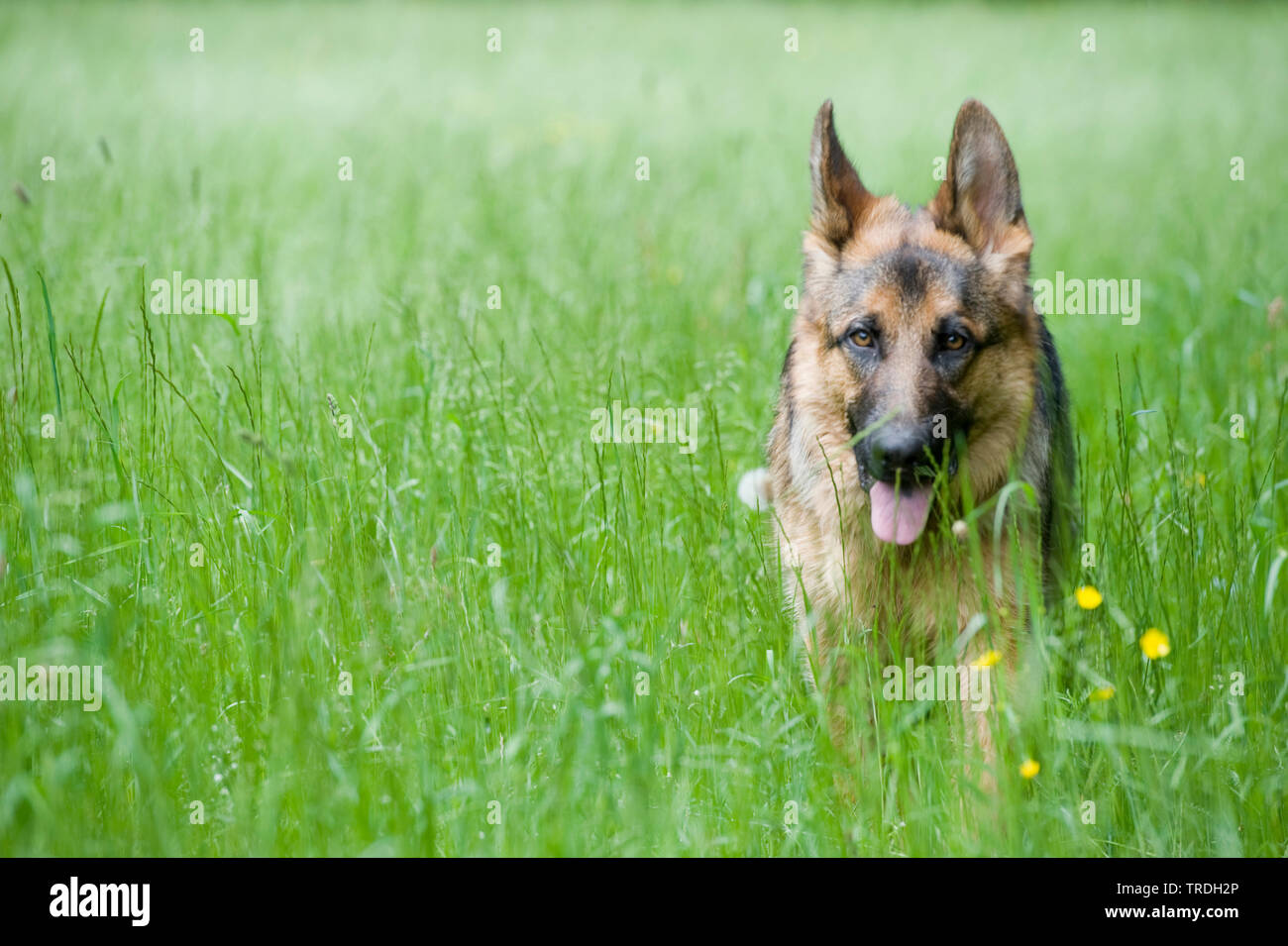Pastore Tedesco cane (Canis lupus f. familiaris), in piedi su erba alta, Germania Foto Stock