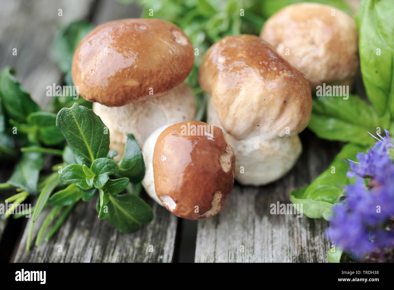 Penny bun, porcini, porcino, Bun fungo (Boletus edulis), funghi porcini e erbe aromatiche Foto Stock