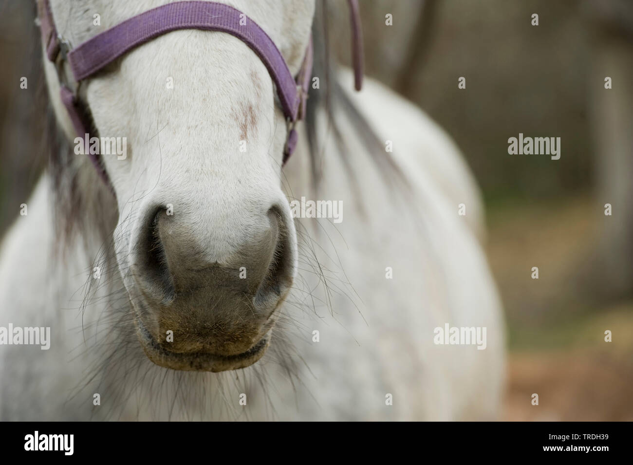 Cavalli domestici (Equus przewalskii f. caballus), narici di un cavallo Foto Stock