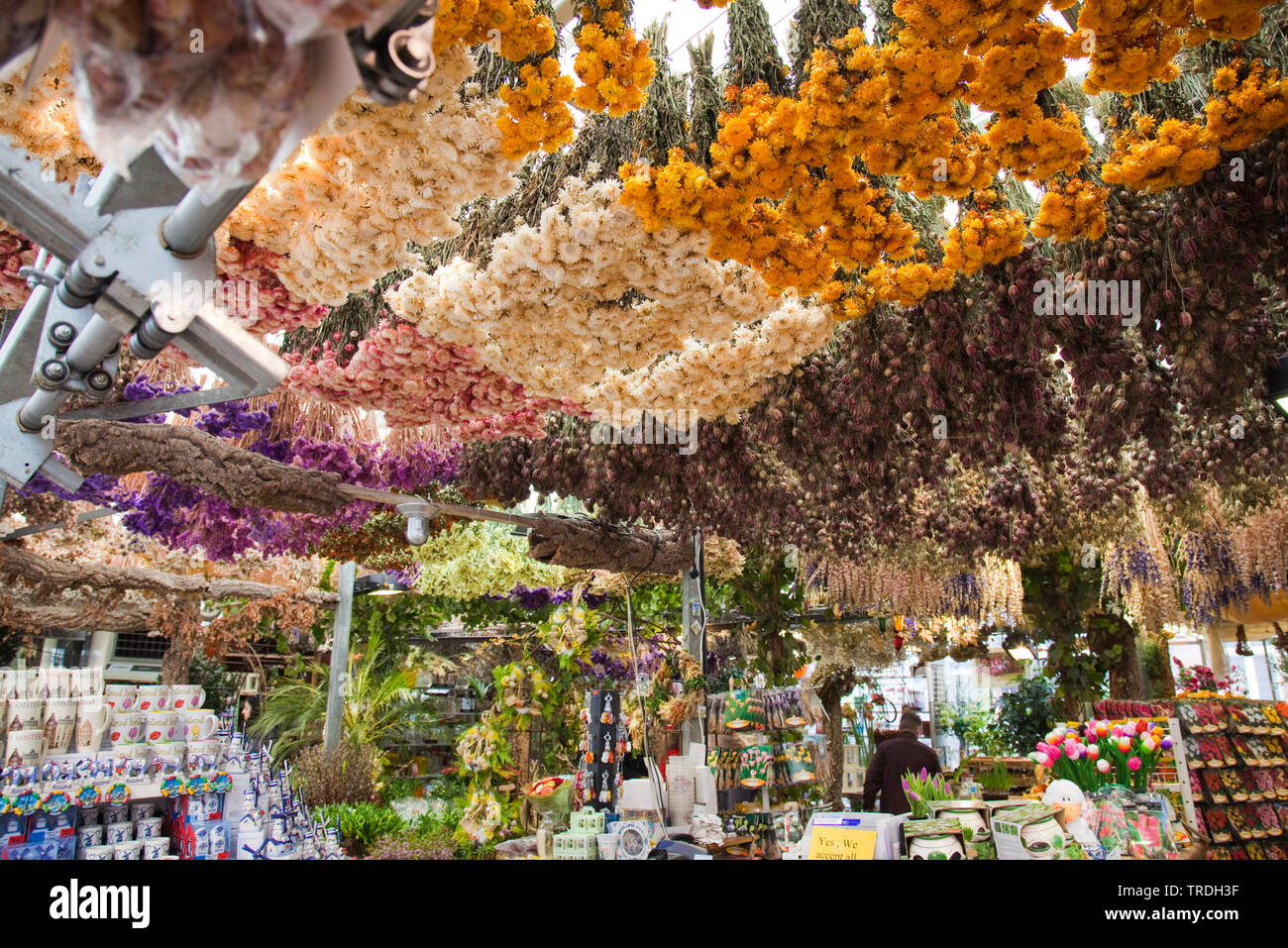 Il mercato dei fiori di Amsterdam, Paesi Bassi, Amsterdam Foto Stock