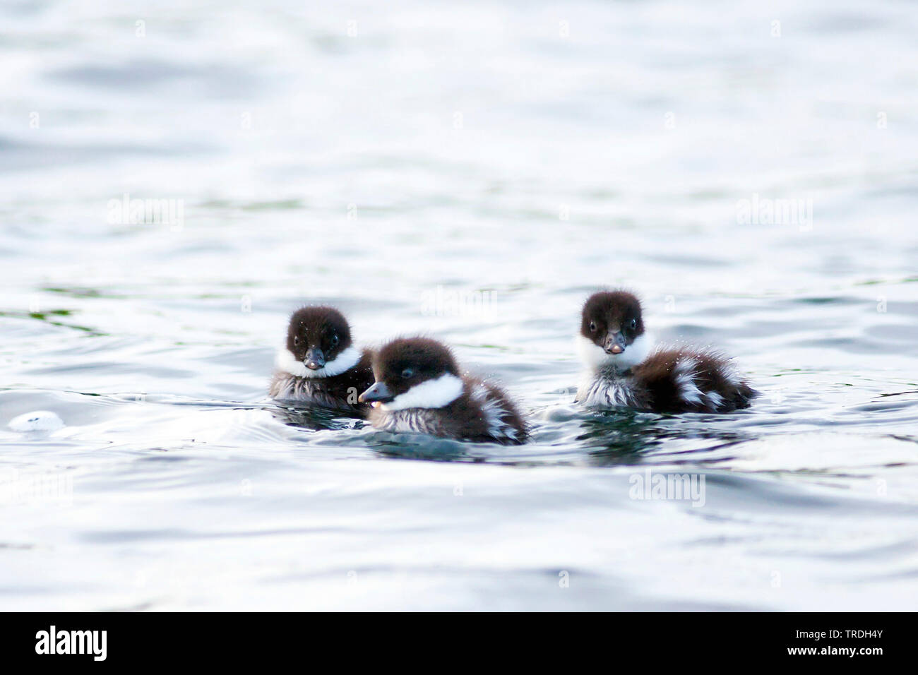 Barrow è goldeneye (Bucephala islandica), tre nuoto anatroccoli, Islanda Foto Stock