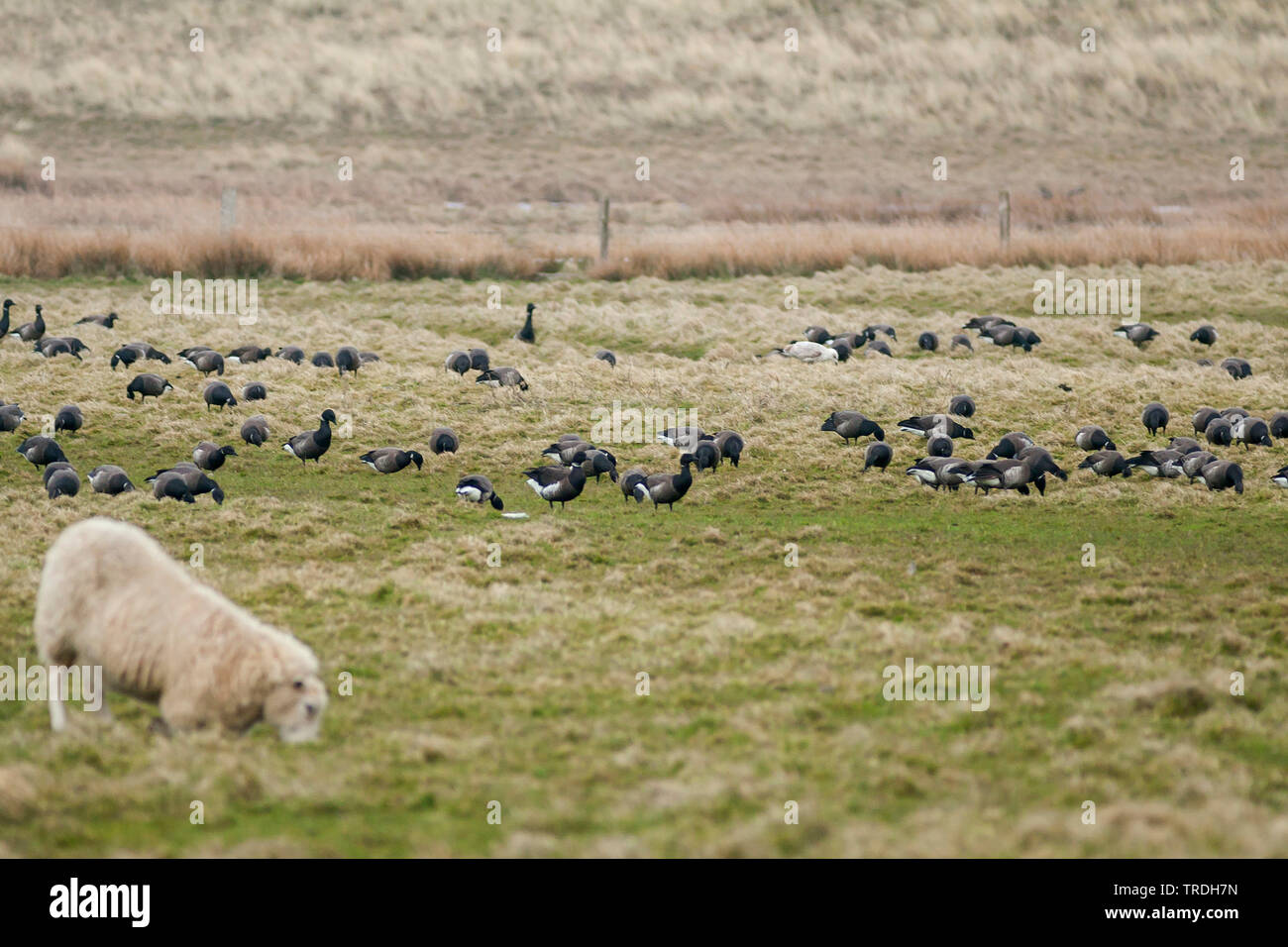 Black brant (Branta bernicla nigricans, Branta nigricans), con la truppa di pecora su un pascolo, Germania Foto Stock