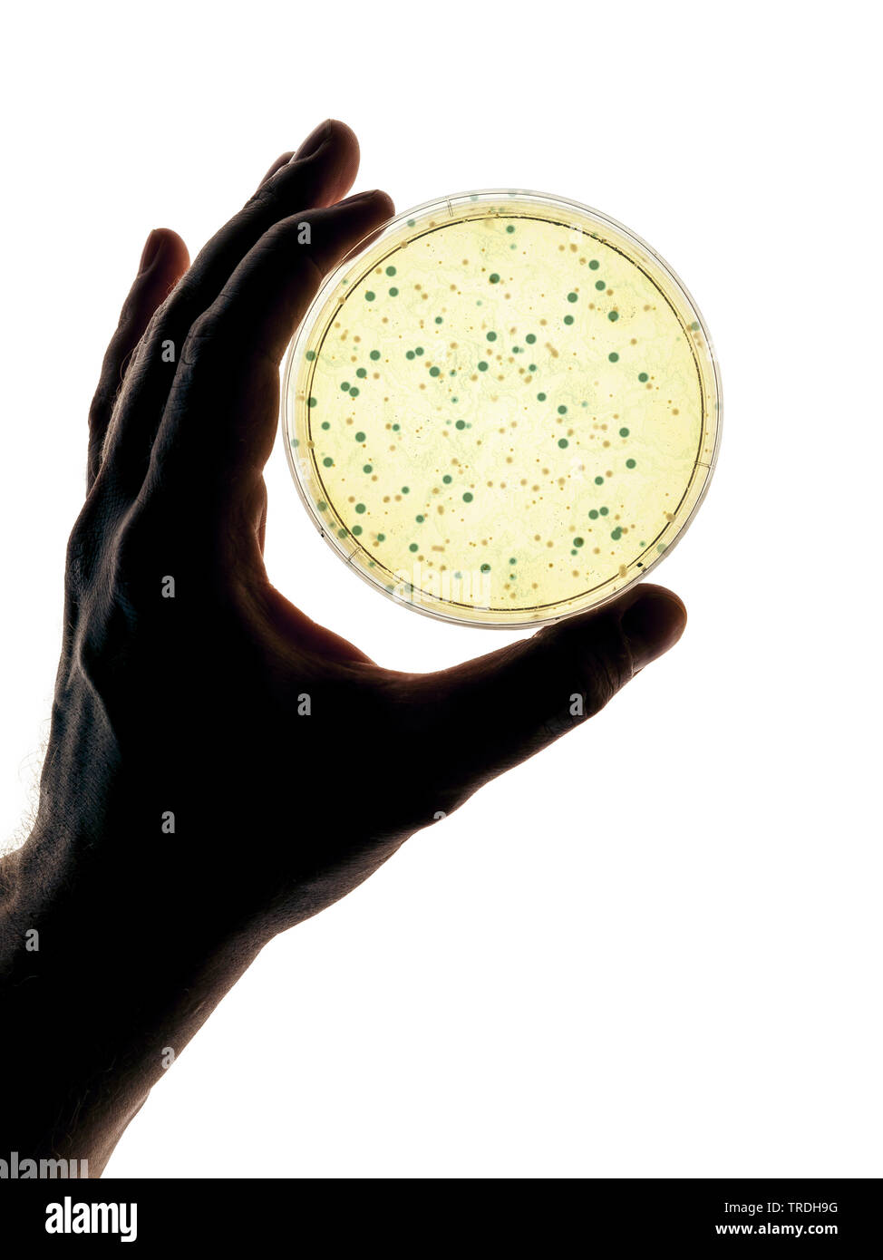 Mano che regge una capsula di petri con agar-agar Foto Stock
