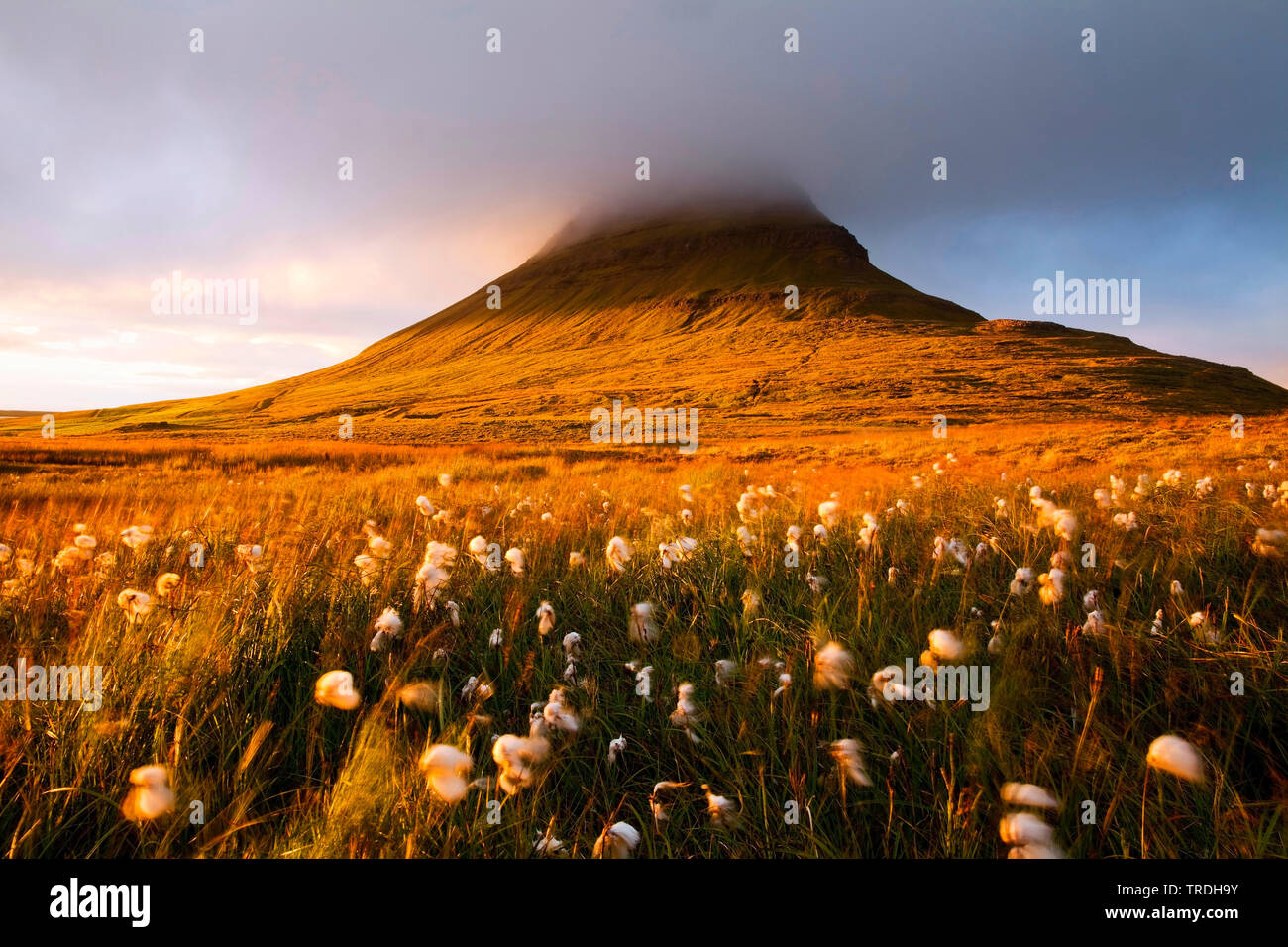 Cotone-erbe ai piedi della montagna di Kirkjufell, Islanda, Snaefellsnes, Grundarfjoerdur Foto Stock