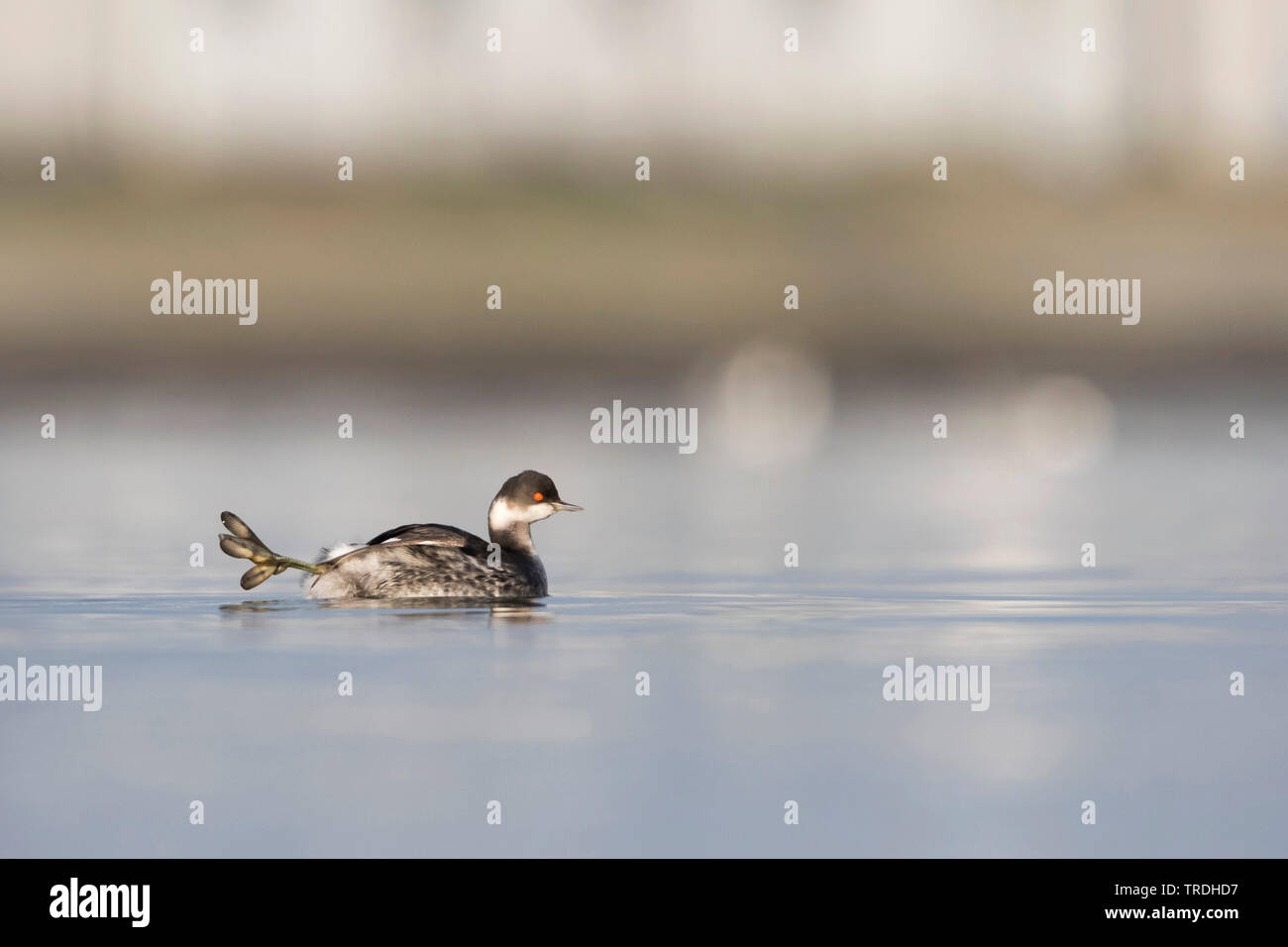 Nero-svasso collo (Podiceps nigricollis), adulto in livrea invernale sull'acqua, Germania Foto Stock