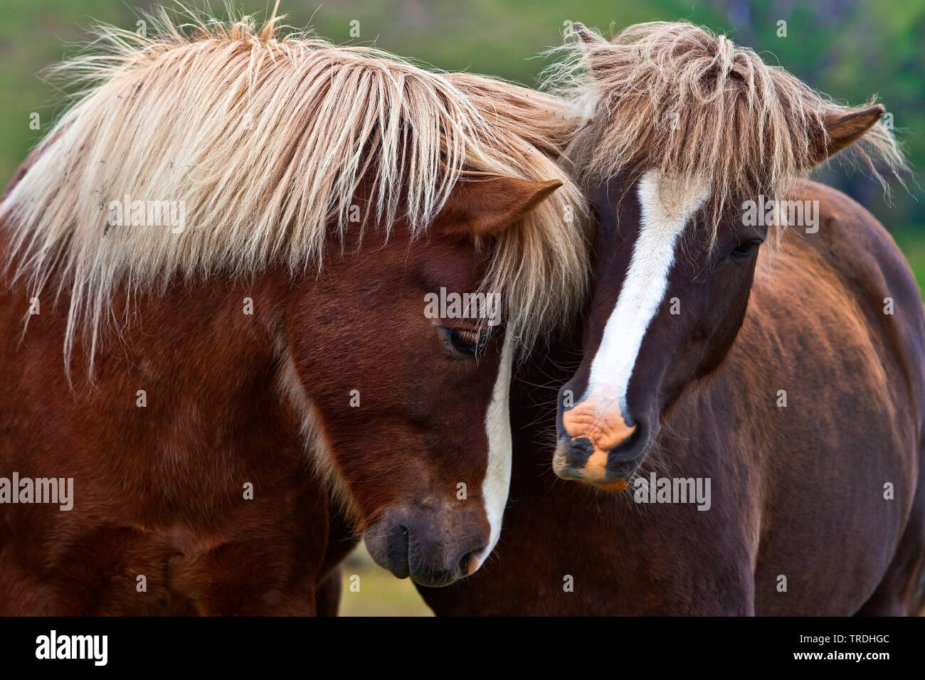 Islandese cavallo, cavallo islandese, Islanda pony (Equus przewalskii f. caballus), due cavalli islandese assieme, Islanda Foto Stock