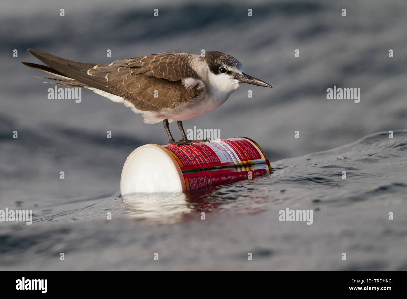 Imbrigliati Tern (sterna anaethetus antarcticus, Onychoprion anaethetus antarcticus), seduto su un possibile in mare, Oman Foto Stock