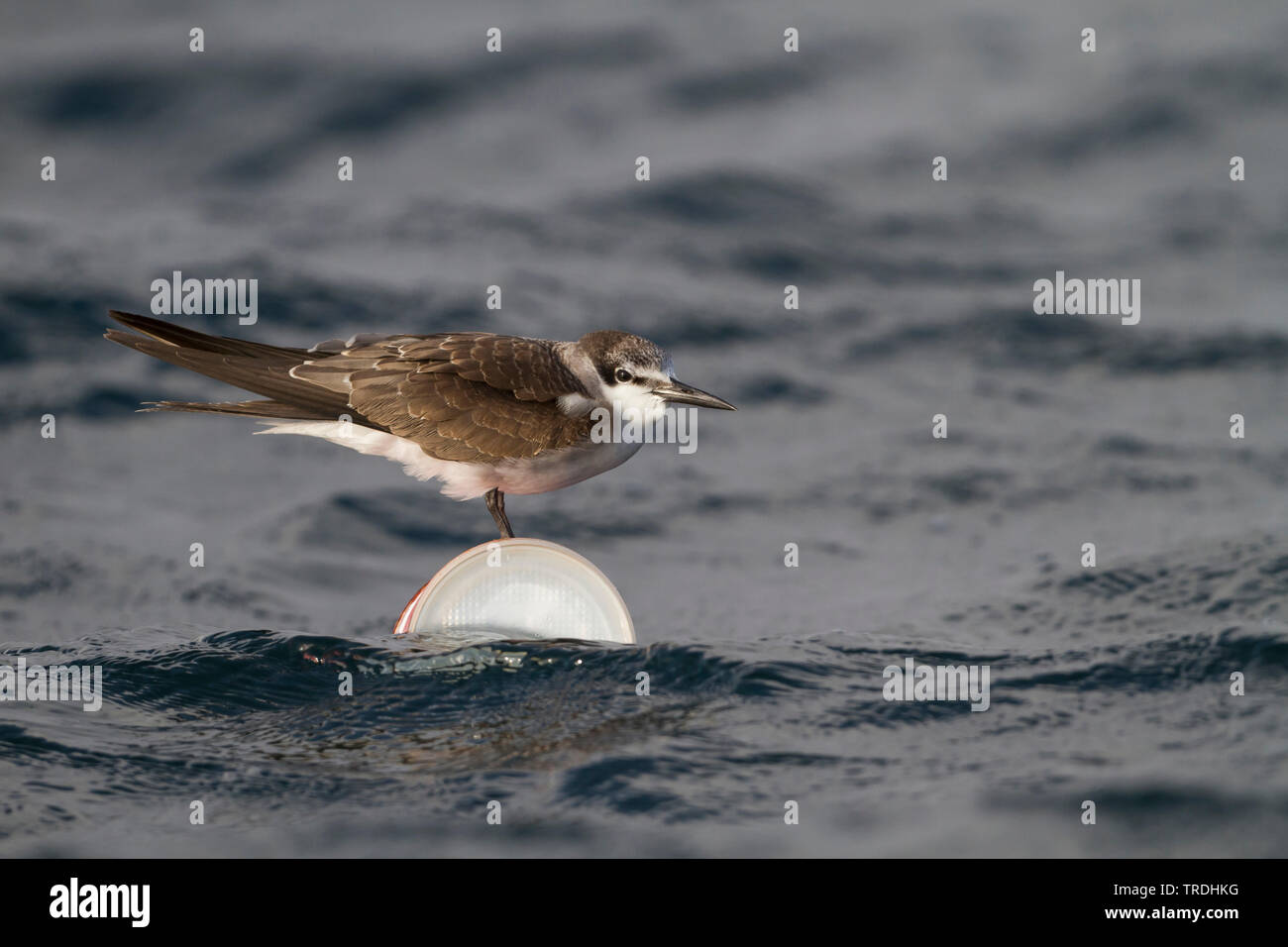 Imbrigliati Tern (sterna anaethetus antarcticus, Onychoprion anaethetus antarcticus), seduto su un possibile in mare, Oman Foto Stock
