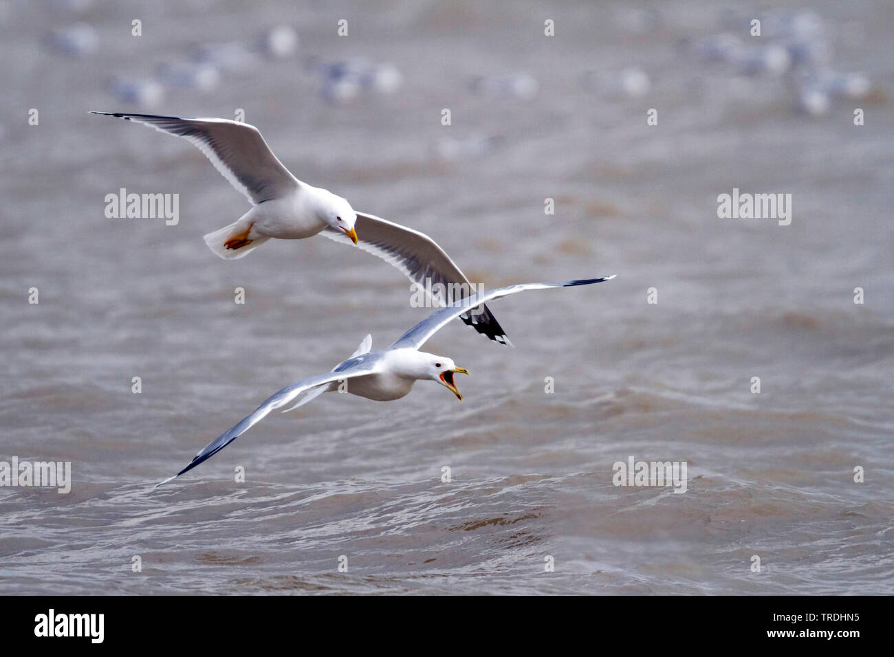 Caspian Gull (Larus cachinnans, Larus cachinnans cachinnans), in conflitto con un giallo-gabbiano zampe, Germania Foto Stock