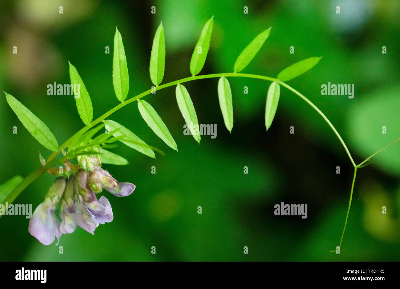 Bush veccia (Vicia sepium), fioritura, in Germania, in Baviera Foto Stock