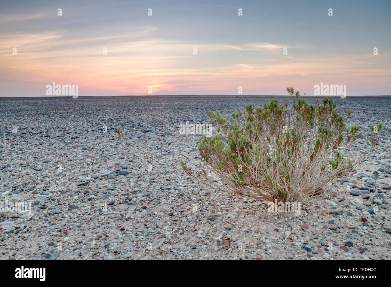 Deserto centrale di Oman, Oman Foto Stock