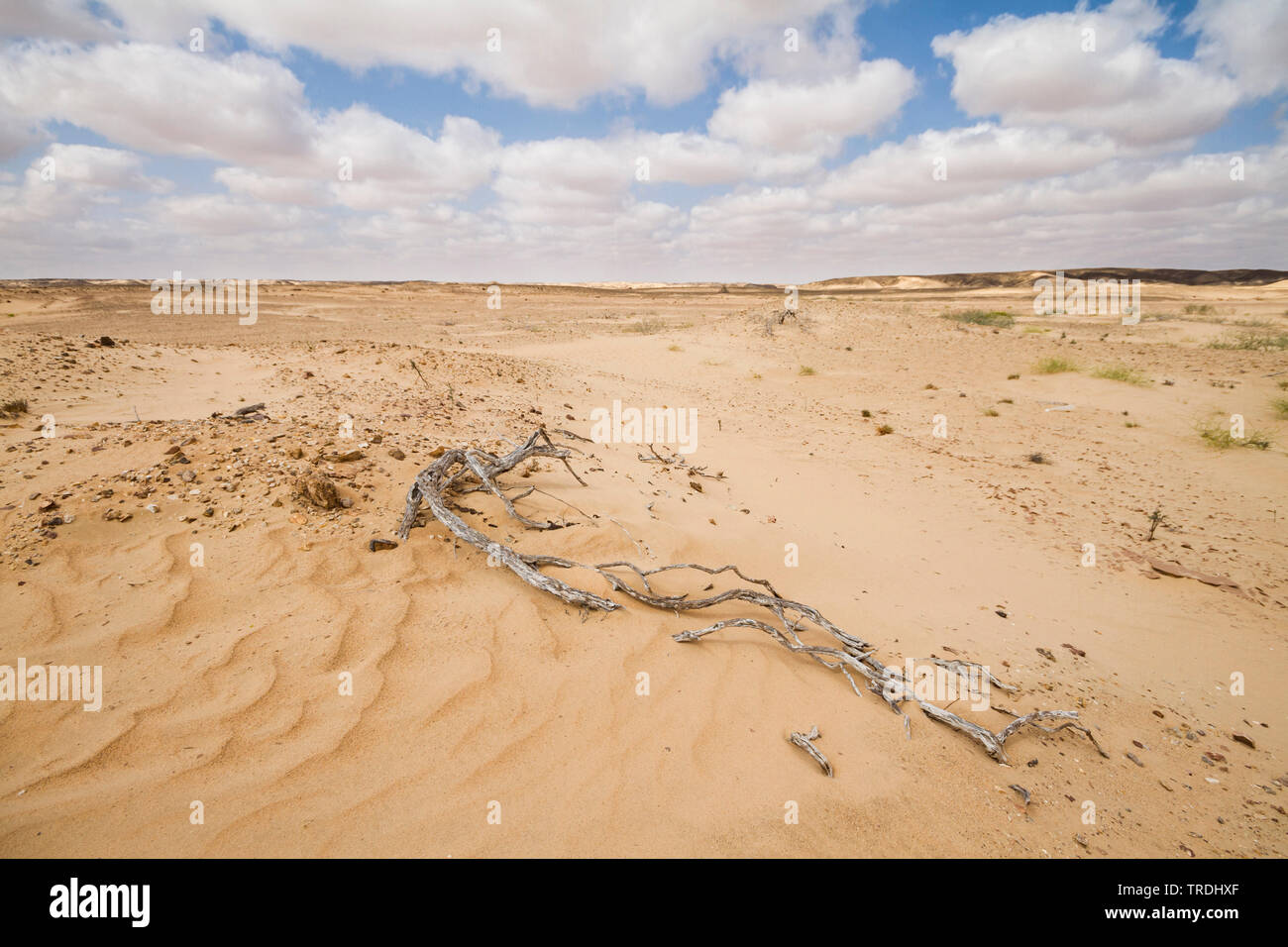 Deserto centrale di Oman, Oman Foto Stock