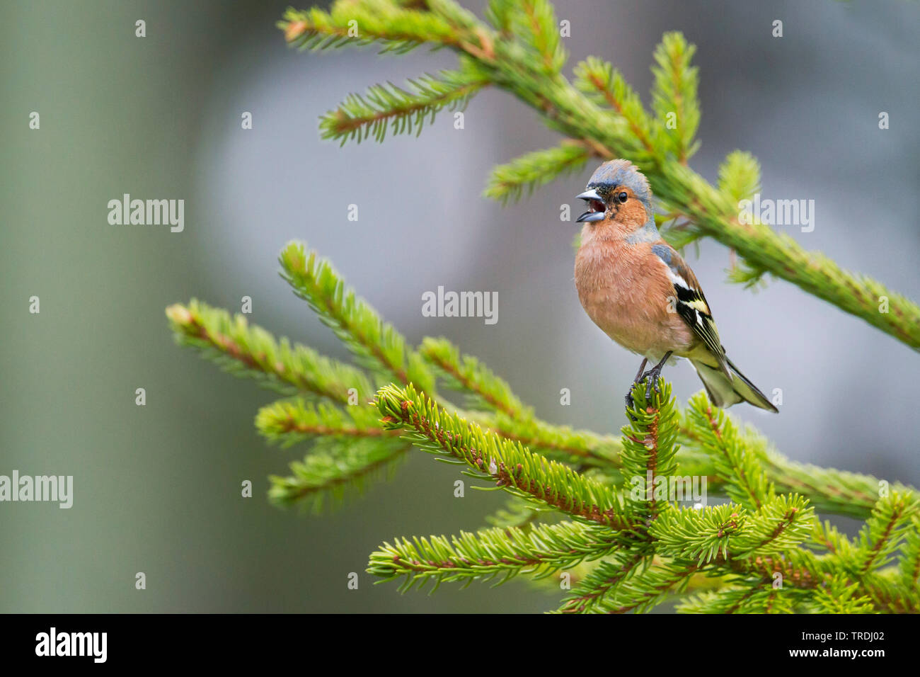 (Fringuello Fringilla coelebs), cantando maschio su un ramo di abete, Germania Foto Stock