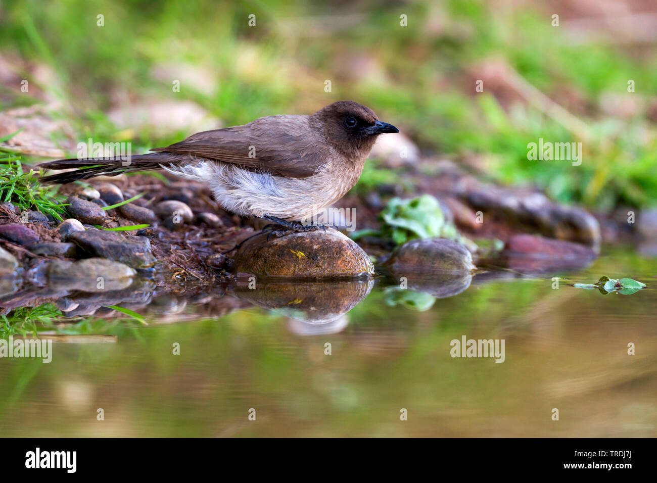 Giardino di bulbul, bulbul comune (Pycnonotus barbatus, Pycnonotus barbatus barbatus), seduto da the Waterside, Marocco Foto Stock