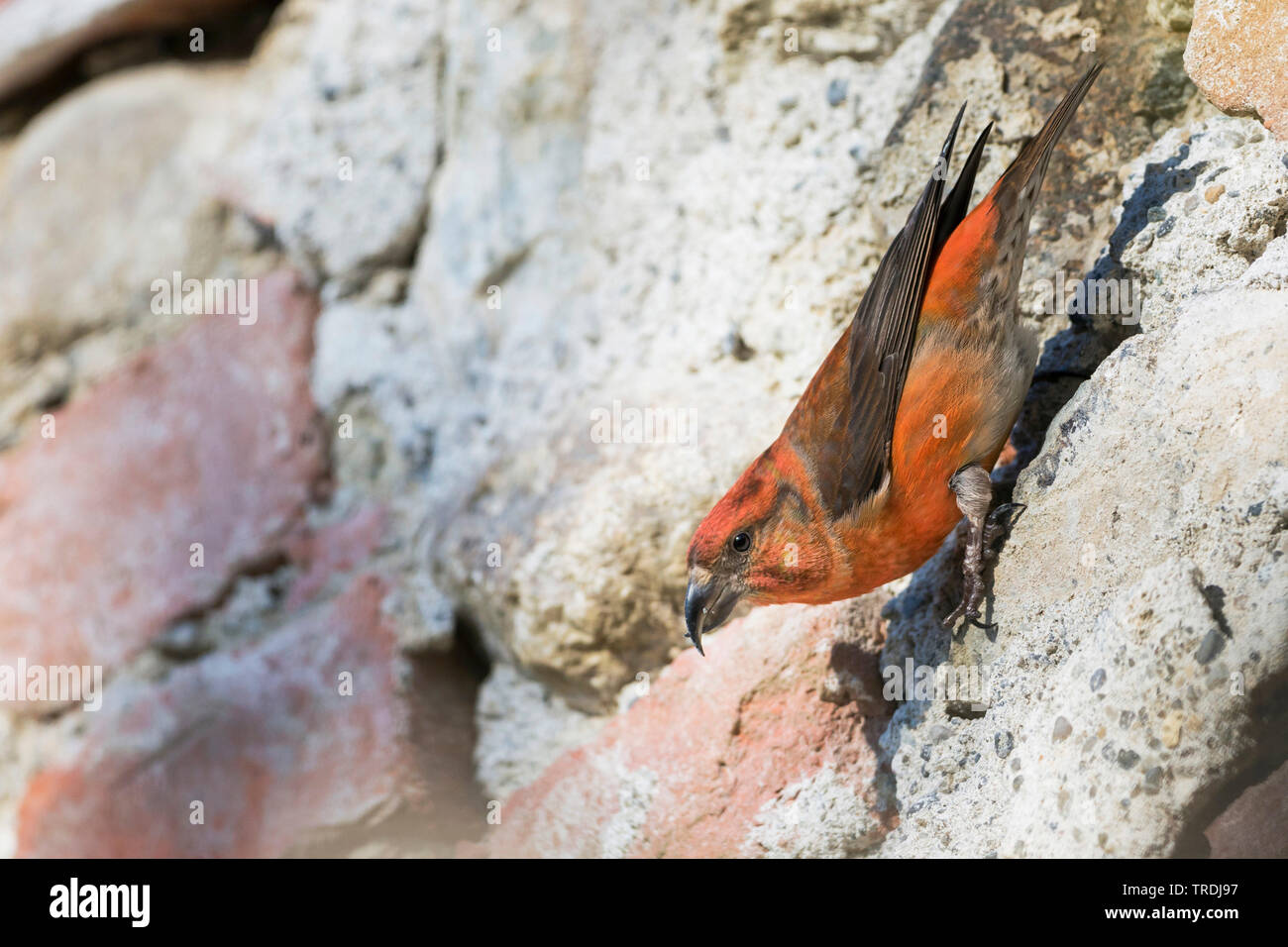 Rosso (crossbill Loxia curvirostra), mangiare minerali da un uomo fatto muro di pietra, Germania Foto Stock