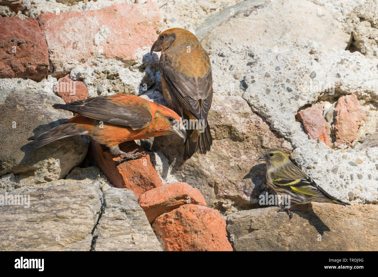 Rosso (crossbill Loxia curvirostra), mangiare minerali da un uomo fatto muro di pietra, Germania Foto Stock