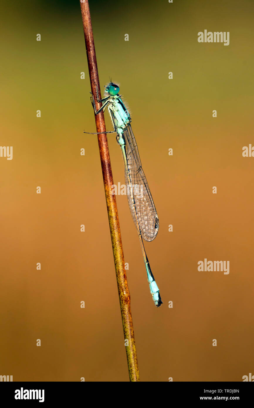 Ischnura comune, blu-tailed damselfly (Ischnura elegans), maschio in appoggio su erba, Paesi Bassi Foto Stock