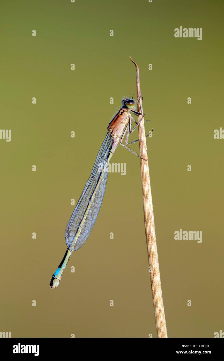 Ischnura comune, blu-tailed damselfly (Ischnura elegans), maschio in appoggio su erba, Paesi Bassi Foto Stock