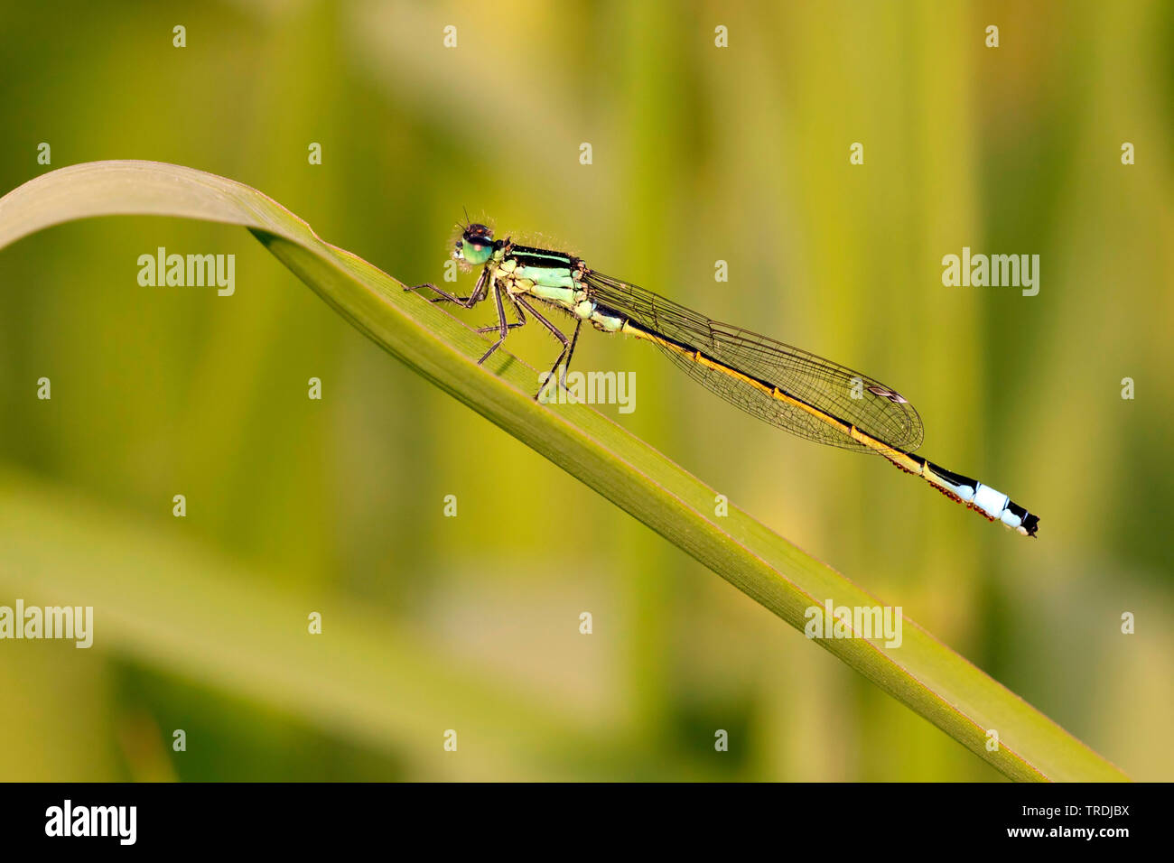 Ischnura comune, blu-tailed damselfly (Ischnura elegans), maschio con acari seduto su erba, Paesi Bassi Foto Stock