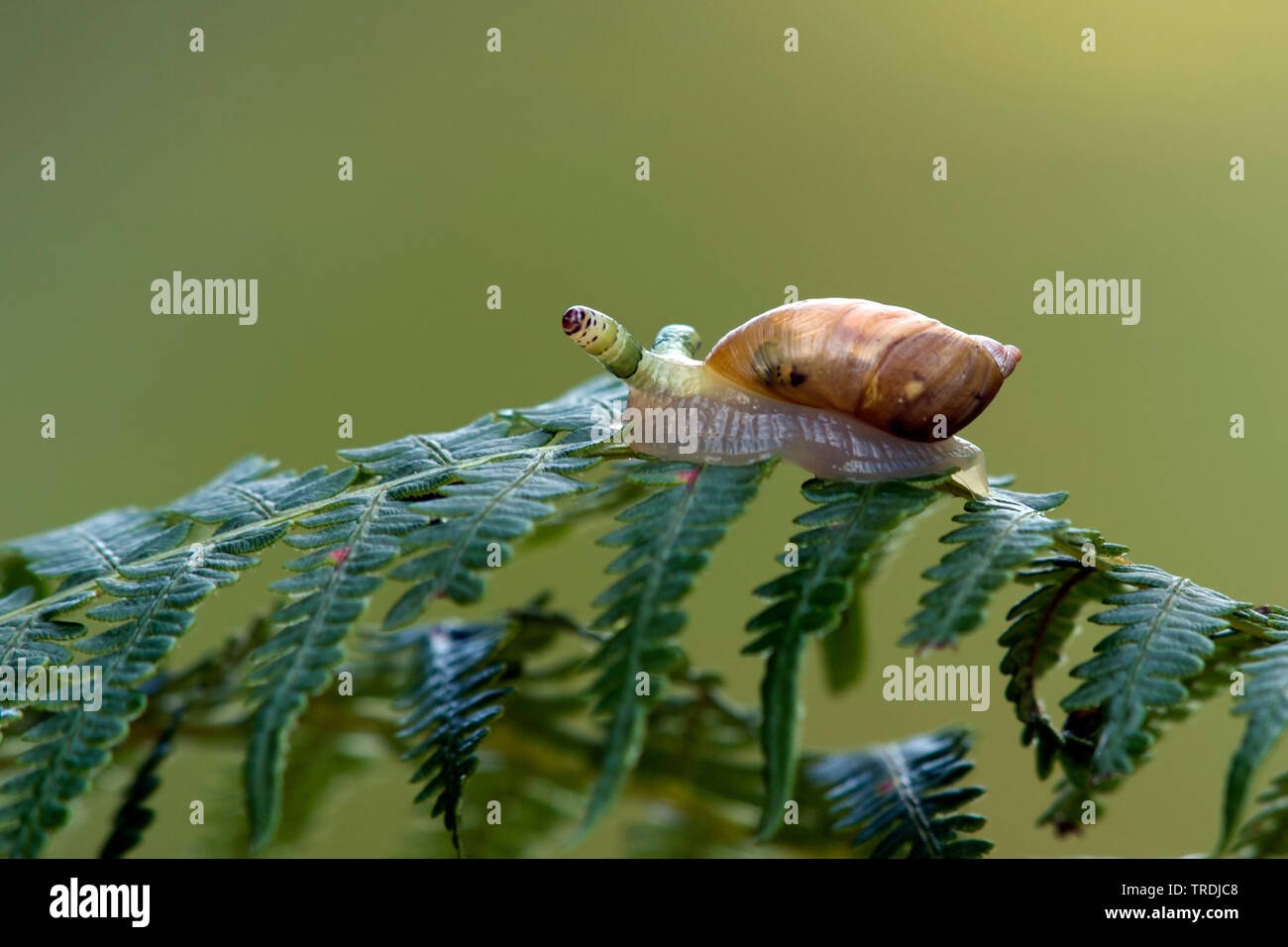 Marcio lumaca di ambra, ambra grande lumaca, ambersnail europea (Succinea putris), infettato da un worm, Leucochloridium paradoxum, Paesi Bassi Utrecht Foto Stock