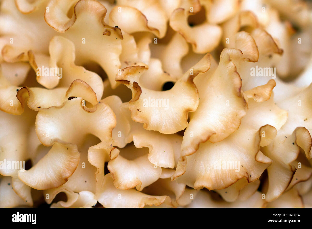 Legno, cavolfiore cavolfiore (funghi Sparassis crispa), corpo fruttifero, dettaglio, Paesi Bassi Foto Stock