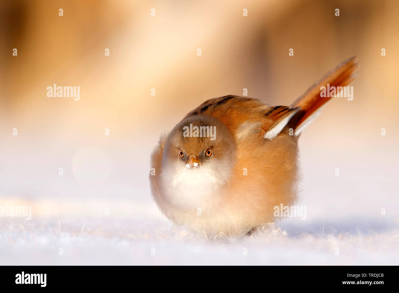 Reedling barbuto, Babblers Basettino (Panurus biarmicus), femmina nella neve, Paesi Bassi Foto Stock