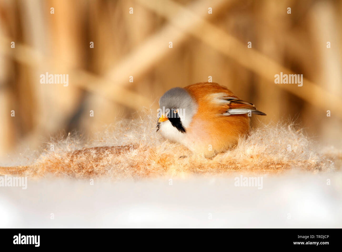 Reedling barbuto, Babblers Basettino (Panurus biarmicus), maschio nella neve, Paesi Bassi Foto Stock