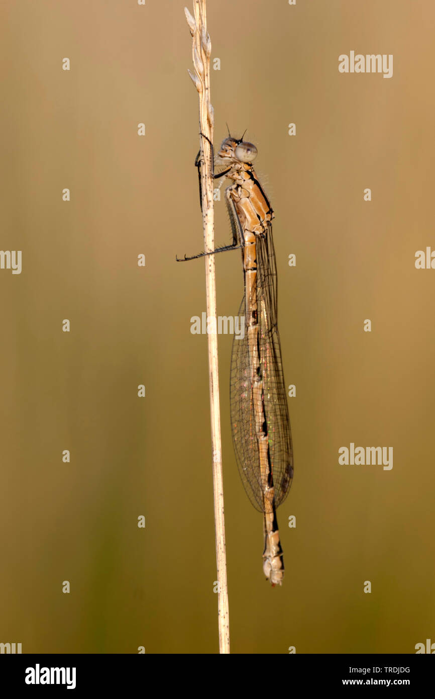 Comune damselfly blu, comune bluet damselfly (Enallagma cyathigera, Enallagma cyathigerum), femmina, Paesi Bassi Foto Stock