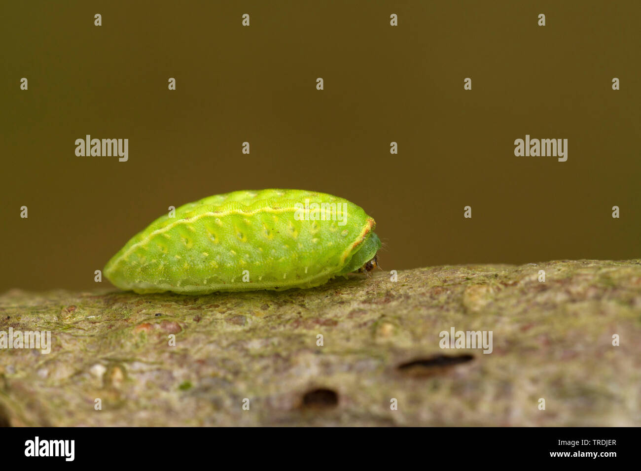 Festone (Apoda limacodes, Cochlidion limacodes Apoda, avellana), Caterpillar, Paesi Bassi Utrecht Foto Stock