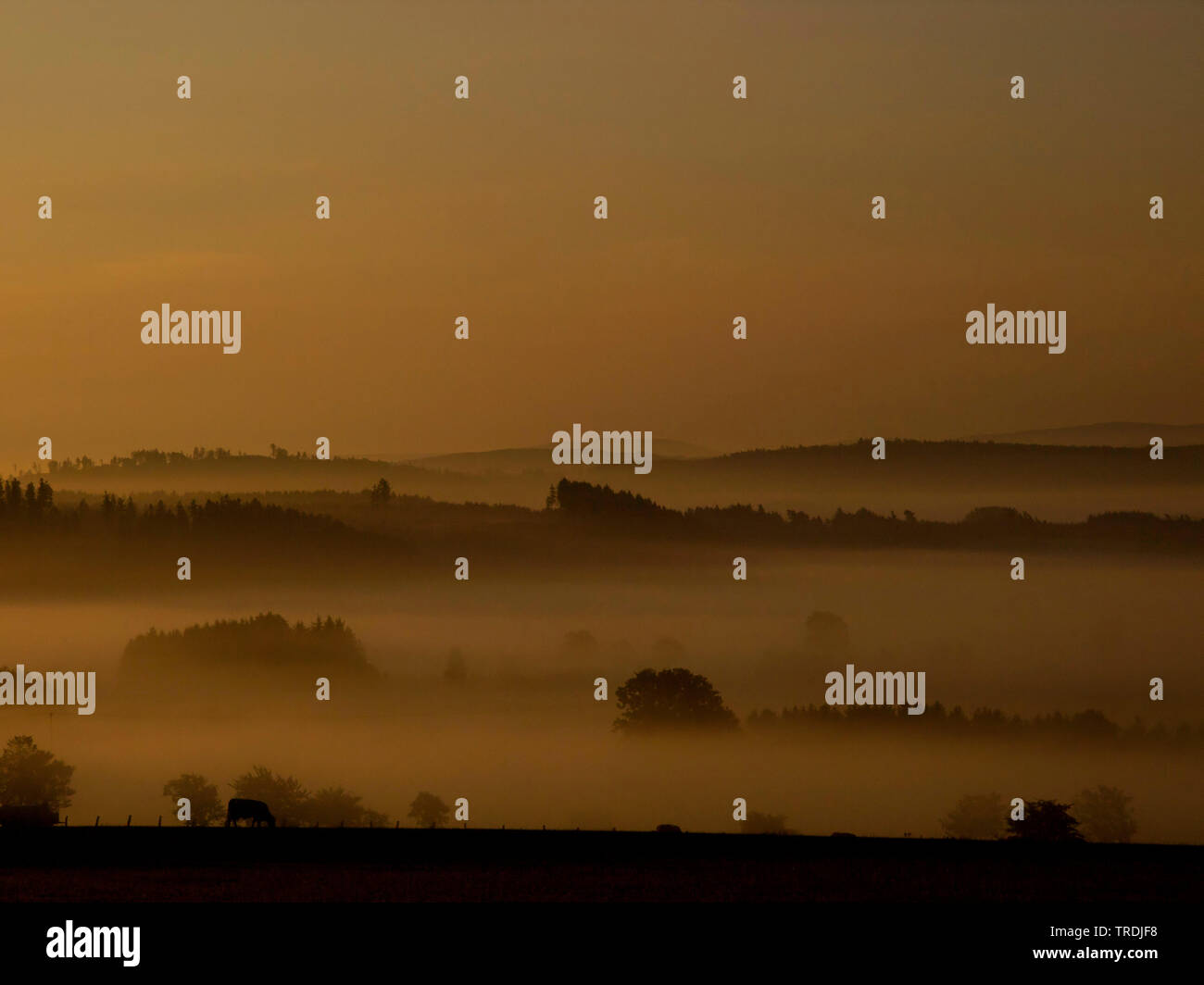 Gli animali domestici della specie bovina (Bos primigenius f. taurus), mucca nel paesaggio con nebbia, Germania Foto Stock