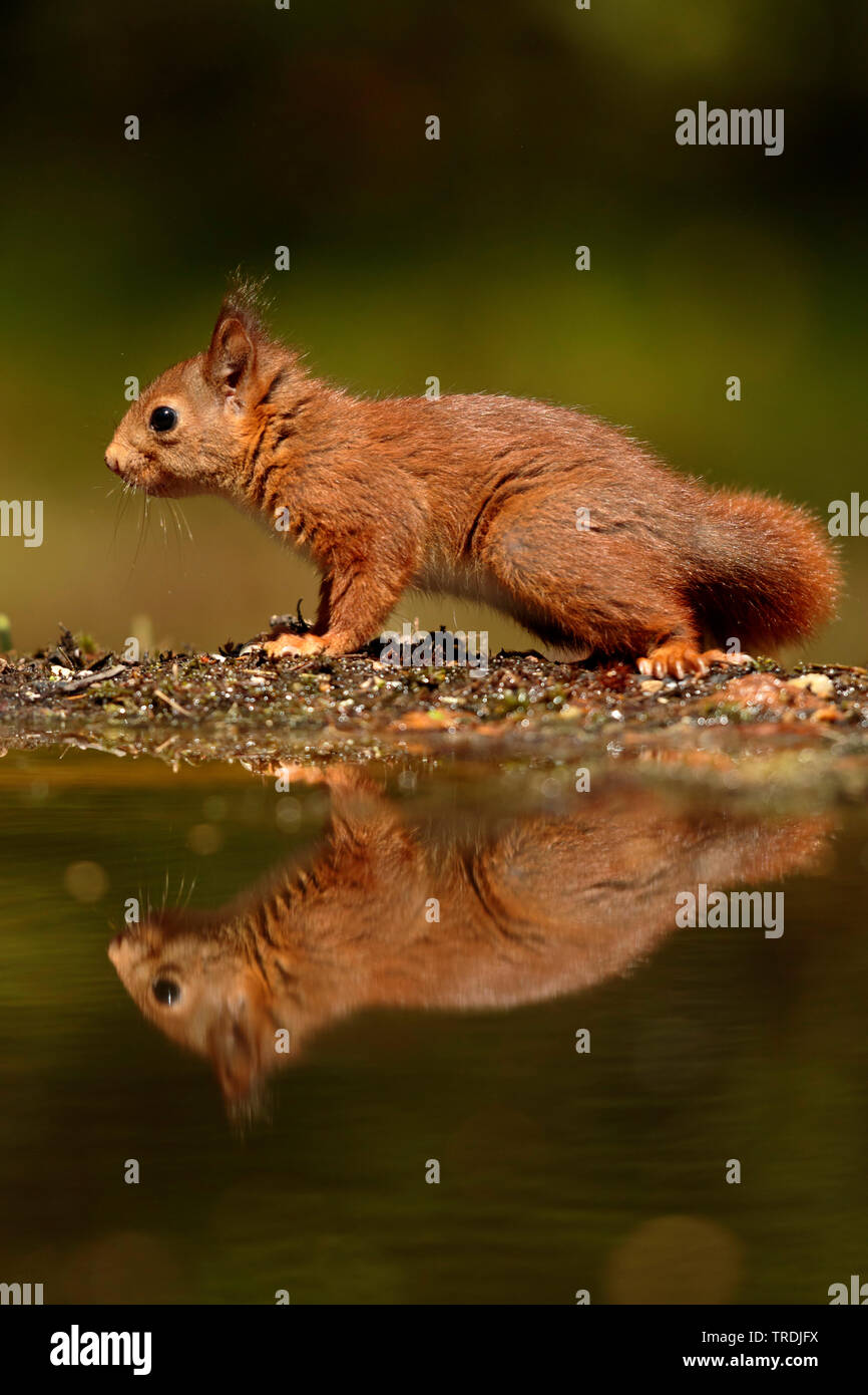 Unione scoiattolo rosso, Eurasian red scoiattolo (Sciurus vulgaris), giovane animale a riva di un laghetto, immagine speculare, Paesi Bassi Foto Stock