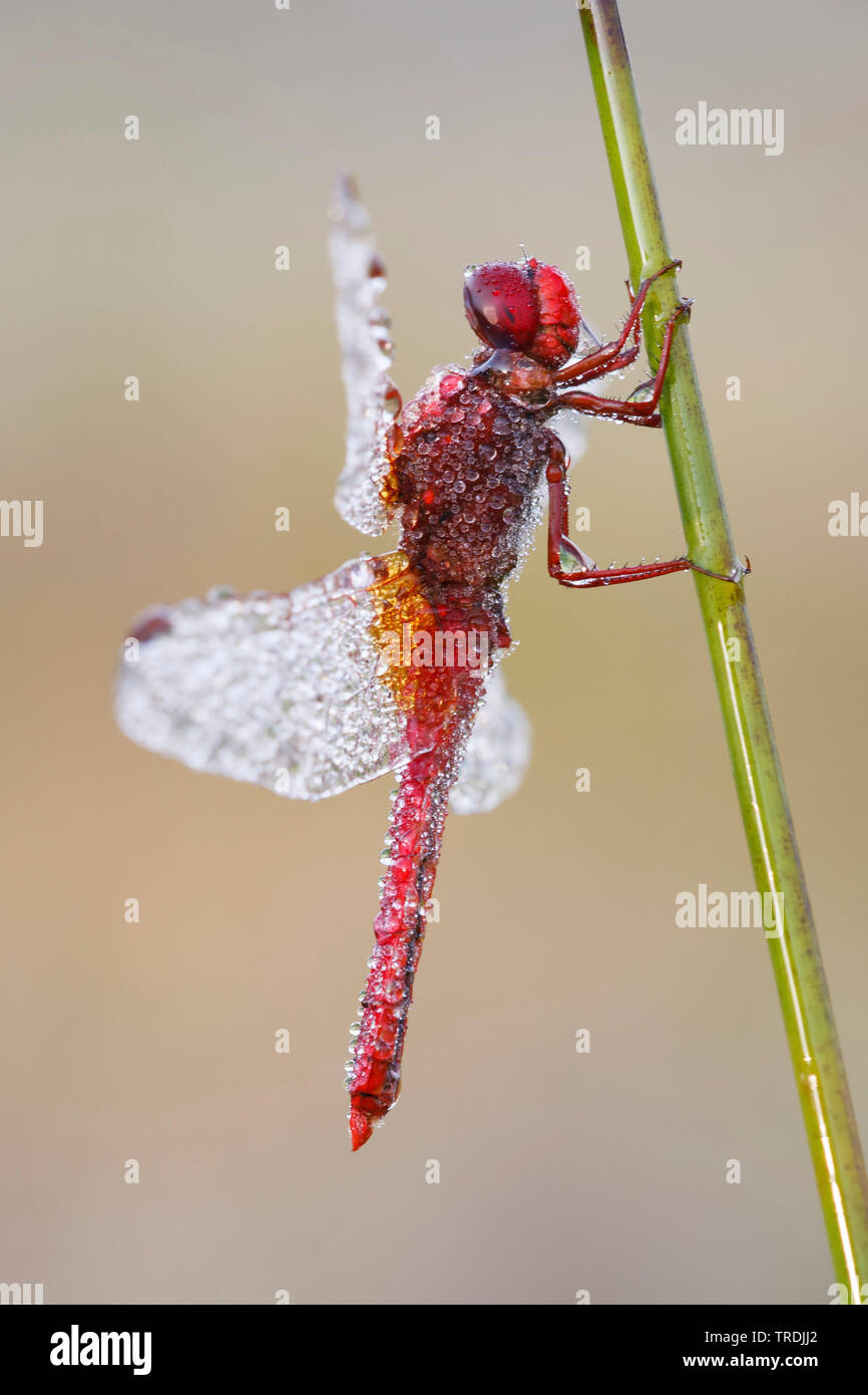 Ampia Scarlet, comune Scarlet-darter, Scarlet Darter, Scarlet Dragonfly (Crocothemis erythraea, Croccothemis erythraea), maschio coperti con rugiada di mattina, Paesi Bassi Foto Stock